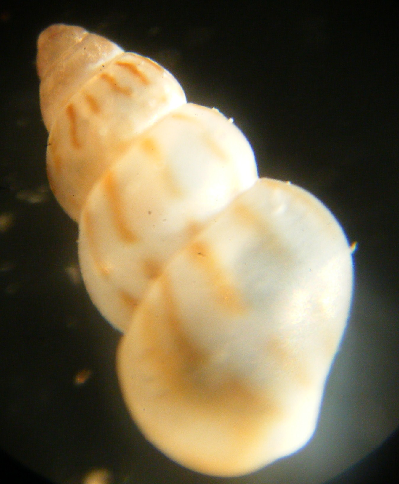 Gasteropode